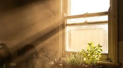 Sunlight streaming through window onto potted plants